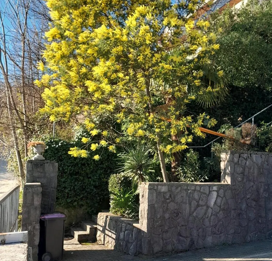 Apartment Ana Opatija 0*,
